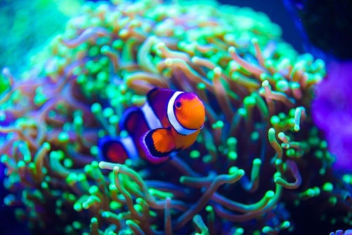 Grand Aquarium from Hurghada 6