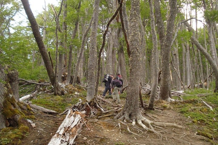 Carbajal Hill Trekking from Ushuaia