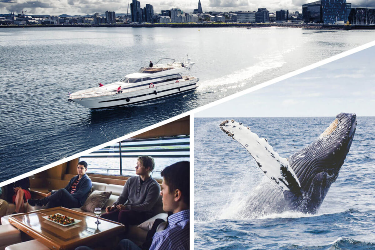 Whale Watching Yacht Cruise, Iceland