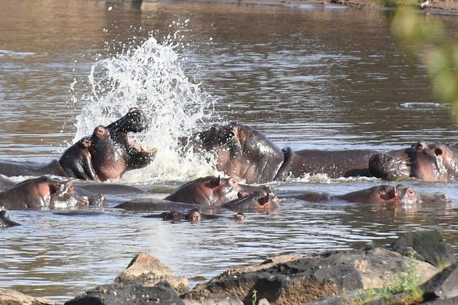 Hippos in a river in the Mara