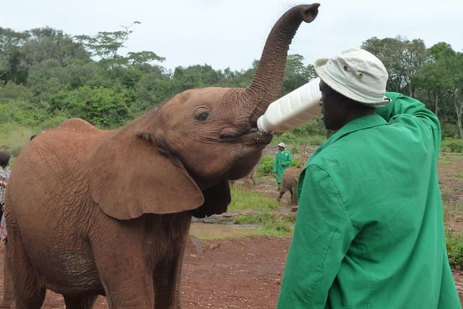 Elephant Orphanage