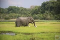 Wilpattu Safari Experience 3