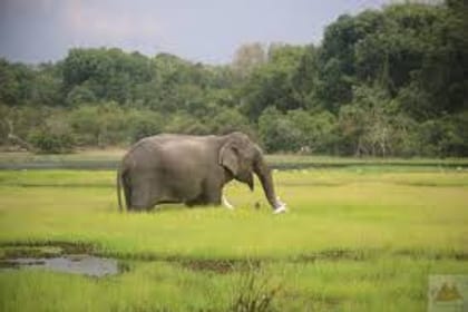 Wilpattu Safari Experience