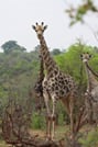 Chobe Day Trip - Chobe National Park (With Lunch Buffet) 6