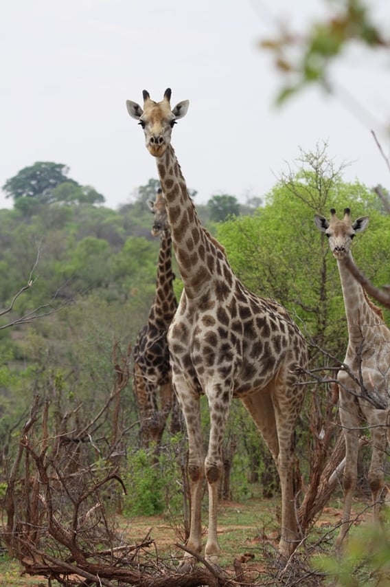 Chobe Day Trip - Chobe National Park (With Lunch Buffet) 6