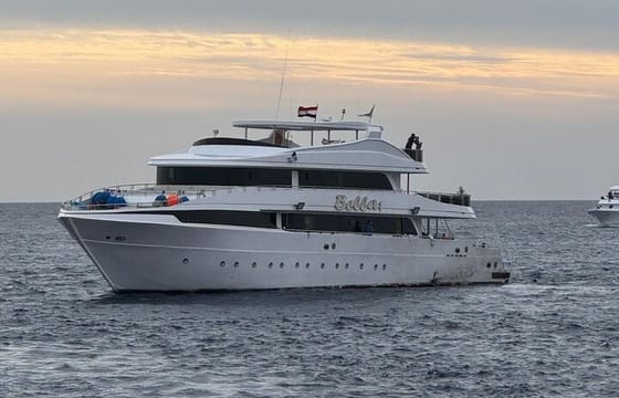 Snorkeling with Dolphins & Lunch In Sataya Reefs From Marsa Alam