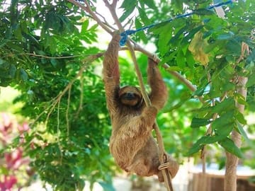 Roatan Sun & Fun, Sloths & Monkeys, Beach & Private Transfer