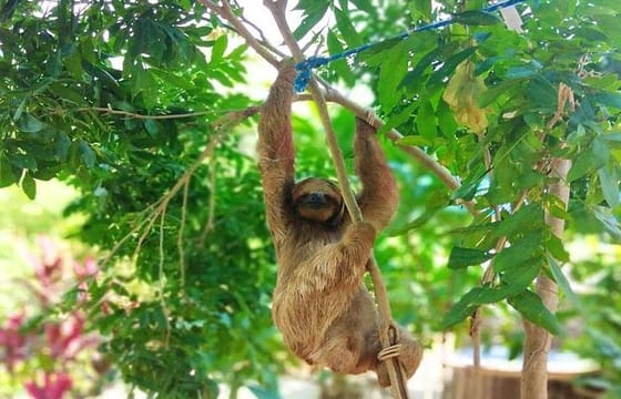 Roatan Fun Zipline, FREE Sloth & Monkey, Beach & Private Transportation