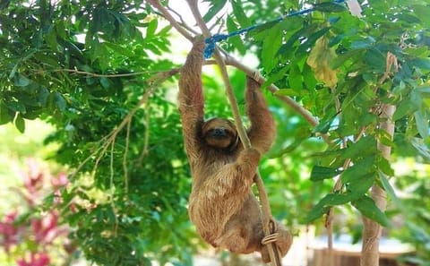 Zipline Adventure and Wildlife Encounter in West Bay, Roatán