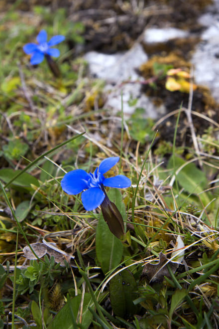 Walk Mullaghmore hill & visit the Burren Perfumery. Clare. Private guided. 3 hours 7