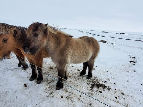 Superjeep Golden Circle and Langjokull Snowmobile Tour on Glacier , photo 5