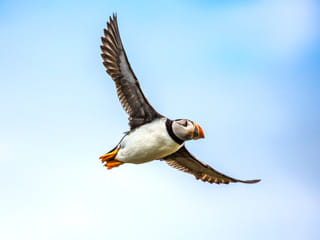 Puffin Tour by RIB Speedboat from Downtown Reykjavik, photo 7
