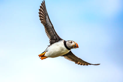 Puffin Watching Yacht Cruise from Downtown Reykjavík – Small Group Experience