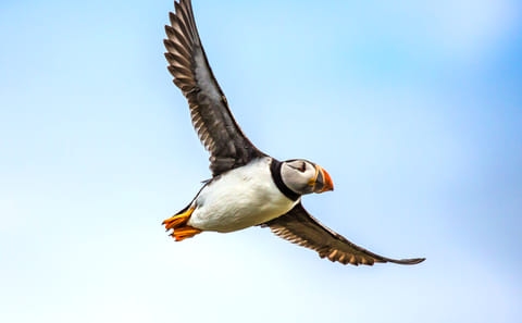 Puffin Watching Yacht Cruise in Reykjavík for Small Groups