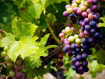 Discover the grape varieties & wines of Cyprus!