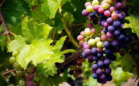 Troodos Mountains Winery Tour with Meze Lunch from Limassol