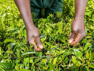 Photography Tour of Kiambethu Tea Farm from Nairobi