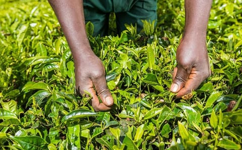 Photography Tour of Kiambethu Tea Farm from Nairobi