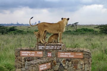 Nairobi National Park, Elephant Orphanage, Giraffe Center and Beads Center Tour