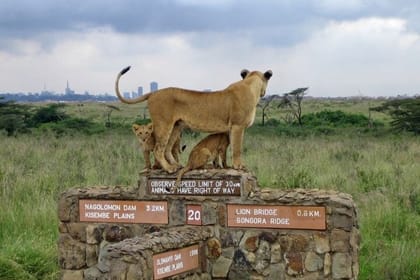 Nairobi National Park, Elephant Orphanage, Giraffe Center and Beads Center Tour