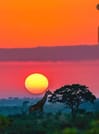 6 Days Southern Tanzania Safari 6