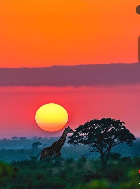 6 Days Southern Tanzania Safari photo 6