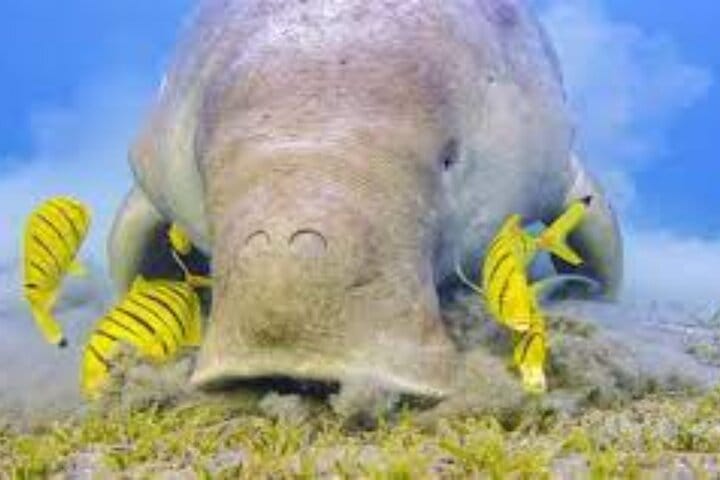 Abu Dabab Full-Day Private Experience with tickets from Hurghada