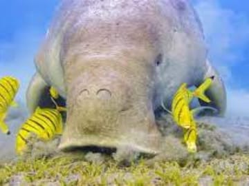 Private Full-Day Snorkeling Experience at Abu Dabab Beach