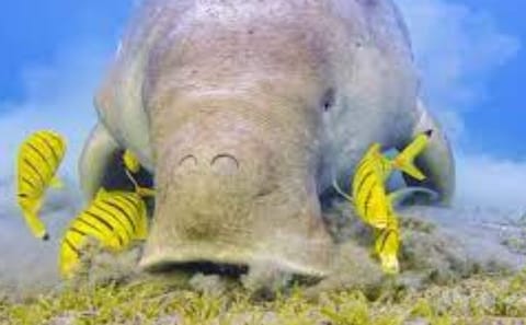 Private Full-Day Snorkeling Experience at Abu Dabab Beach