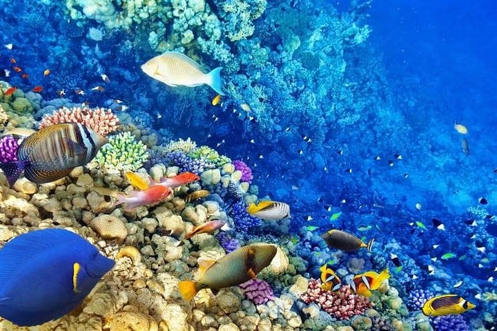 Marsa-Alam Snorkeling day trip Nefertari Cruise