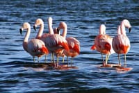 Flamingos watching