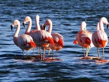 Flamingos watching