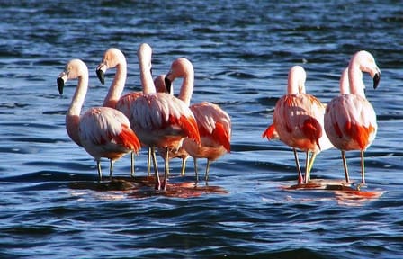 Laguna del Toro and Flamingo-Watching 4WD Tour from Salta