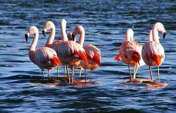Laguna del Toro and Flamingo-Watching 4WD Tour from Salta
