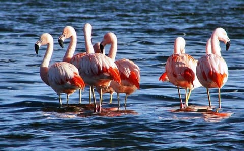 Flamingo-Watching 4WD Tour at Laguna del Toro from Salta