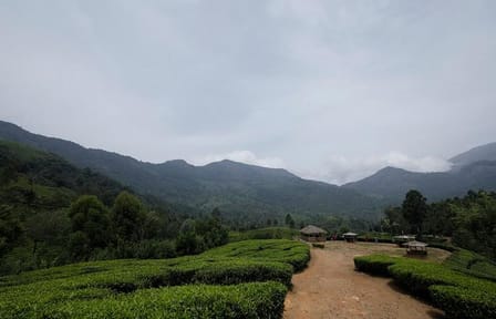 Kerala Odyssey: Munnar, Thekkady & Alleppey