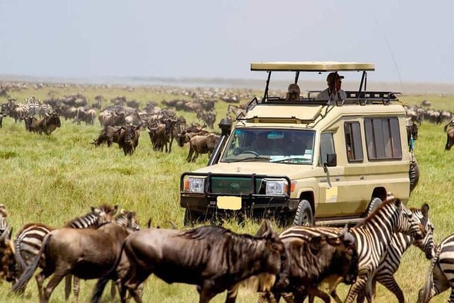 Masai Mara game drive