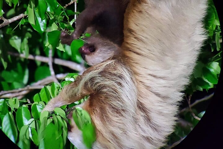 Private Night Walk tour