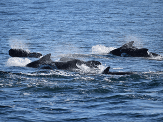 Húsavík: Small-Family Run, Responsible Whale Watching, photo 16