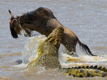 6 Days Wildebeest Migration Kenya Safari Expedition