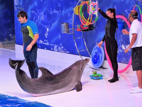 Dubai : The Dubai Dolphinarium Experience Splash into Fun!