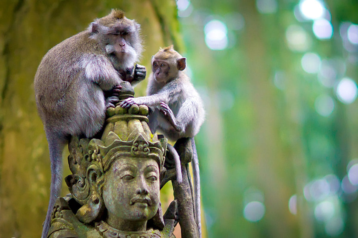 Bali Day Trip Tanah Lot Sunset Tour 5