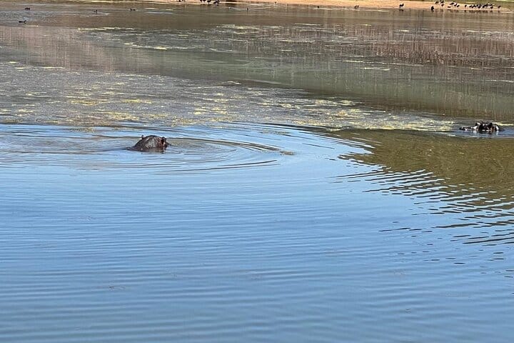 Cape Town Aquila Game Reserve Big 5 Sunset Safari with Transport