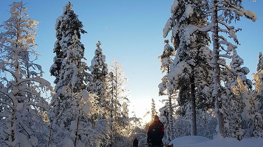 Husky ride, Husky safari, Pure Lapland, Siberian Husky, Rovaniemi Lapland