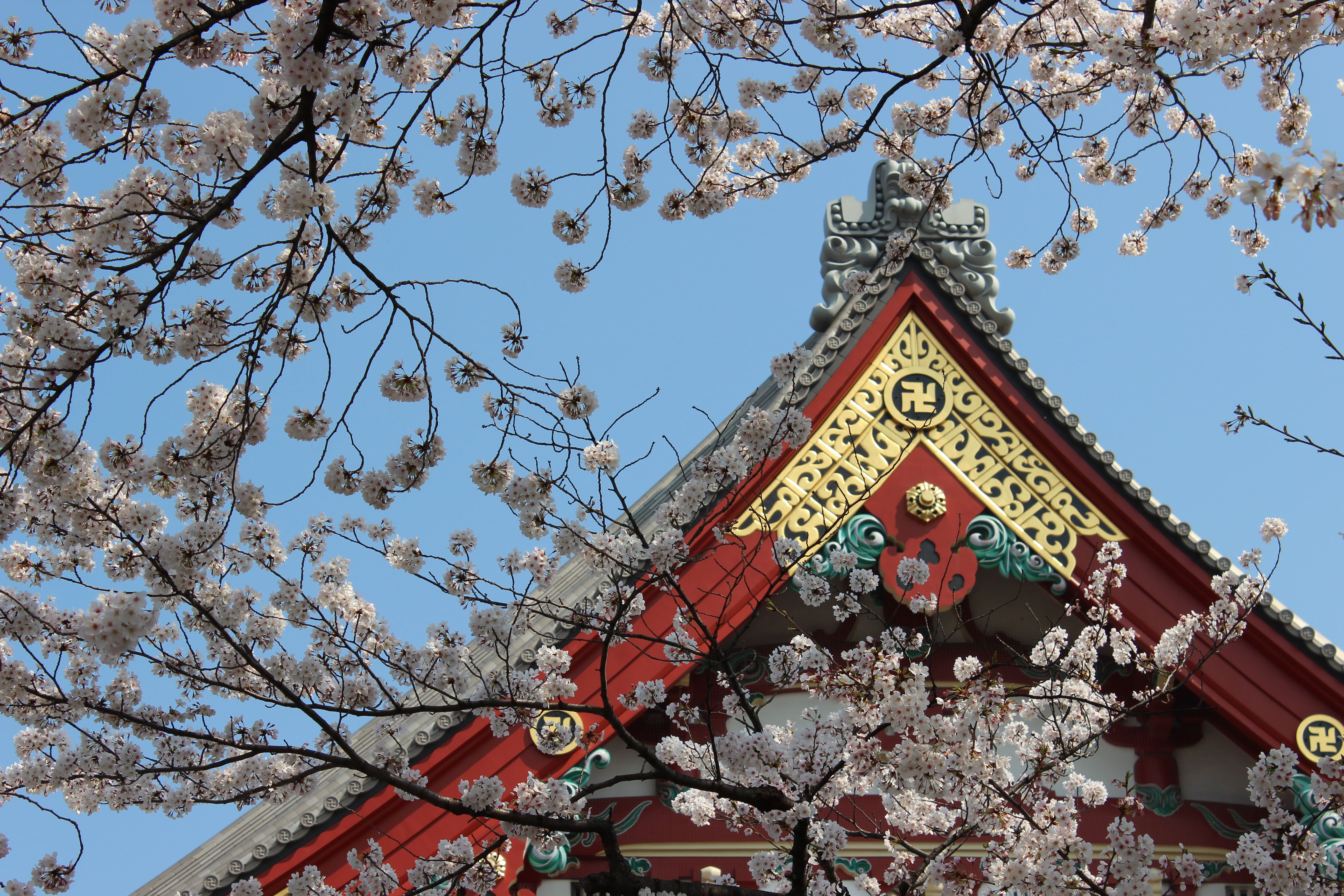 Asakusa: Cherry blossom walk and history tour