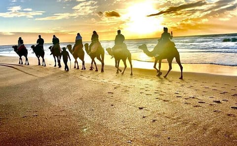 Private Day Tour to Tangier from Tarifa with Camel Ride