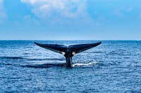 Mirissa Whale Watching Tour From Galle 6