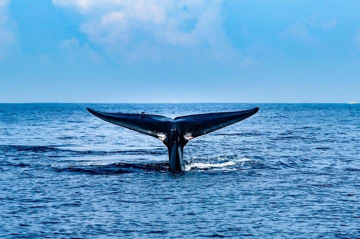 Mirissa Whale Watching Tour From Galle 6