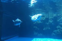 Private transfer for day trip to Zhuhai Chimelong Ocean Kingdom from Guangzhou 5