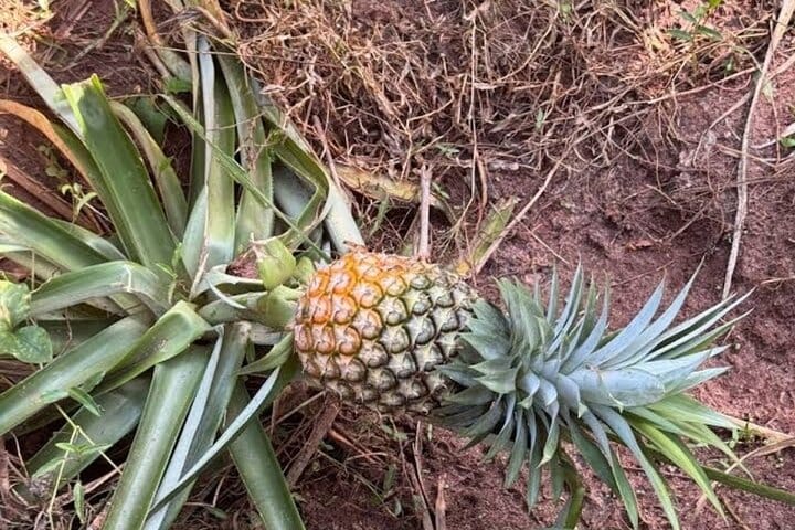 Zanzibar Swim, Snorkel & Feed Turtles at Baraka Aquarium
